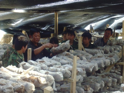 涉农专业学生在蘑菇大棚实习